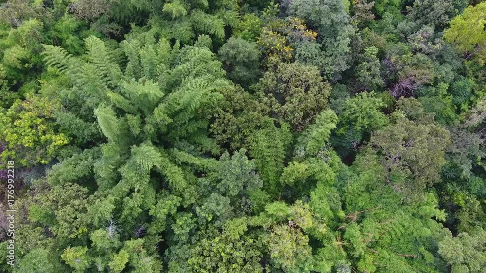 Aerial view of the forest.Thailand Aerial view of the forest.Thailand