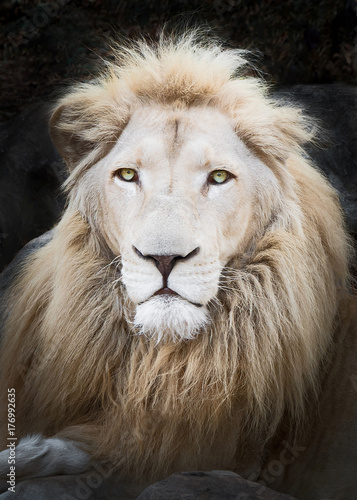 Close up White africa lion