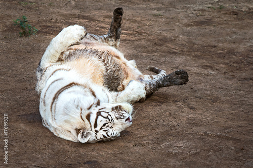 Fototapeta Naklejka Na Ścianę i Meble -  White tiger