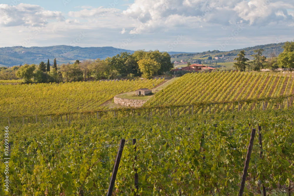 vineyard chianti 