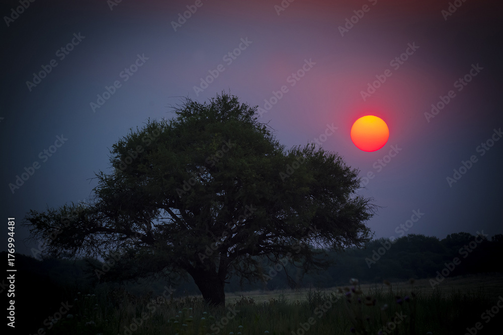 Fototapeta premium Pampas Landscape
