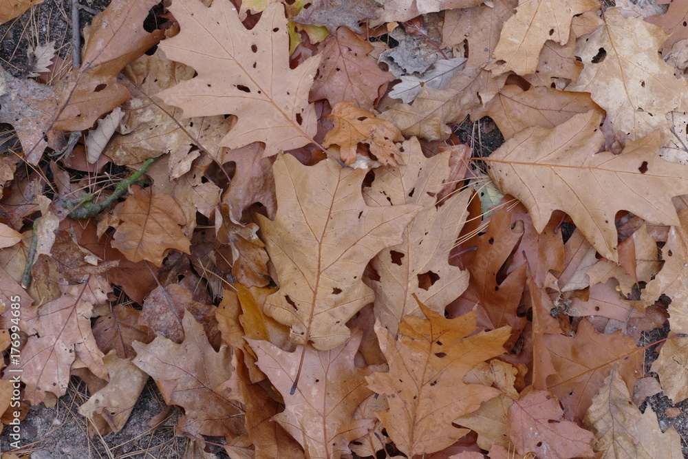 leafs on ground