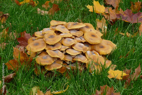 mushrooms photo