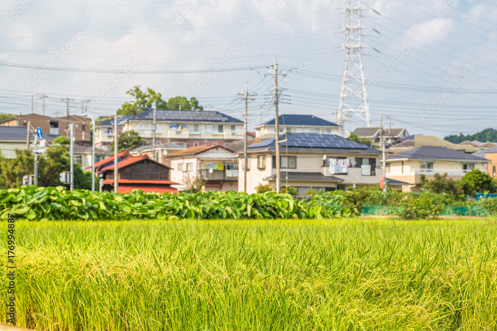 Obraz premium 住宅街の水田