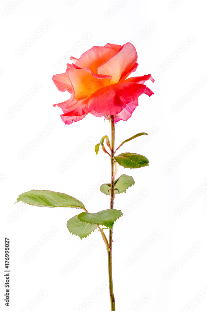 close-up of rose flower isolated on white background. greeting and holiday card or postcard. close-up of rose flower isolated on white background. greeting and holiday card or postcard.