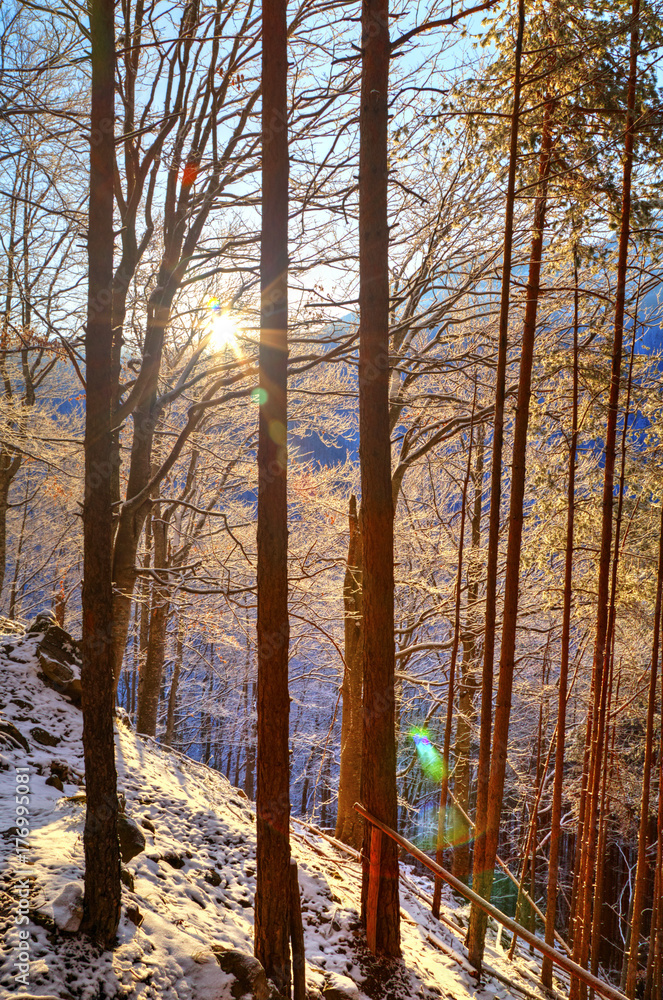 Fototapeta premium Beautiful landscape with sun rays in winter forest