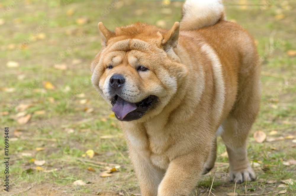 Chow-chow dog close-up Chow-chow dog close-up