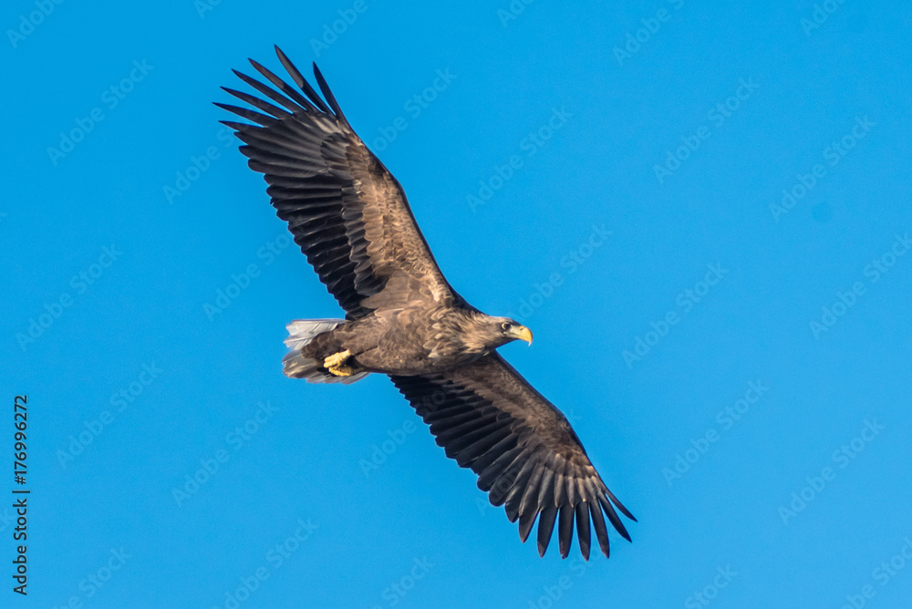 Obraz premium sea eagle