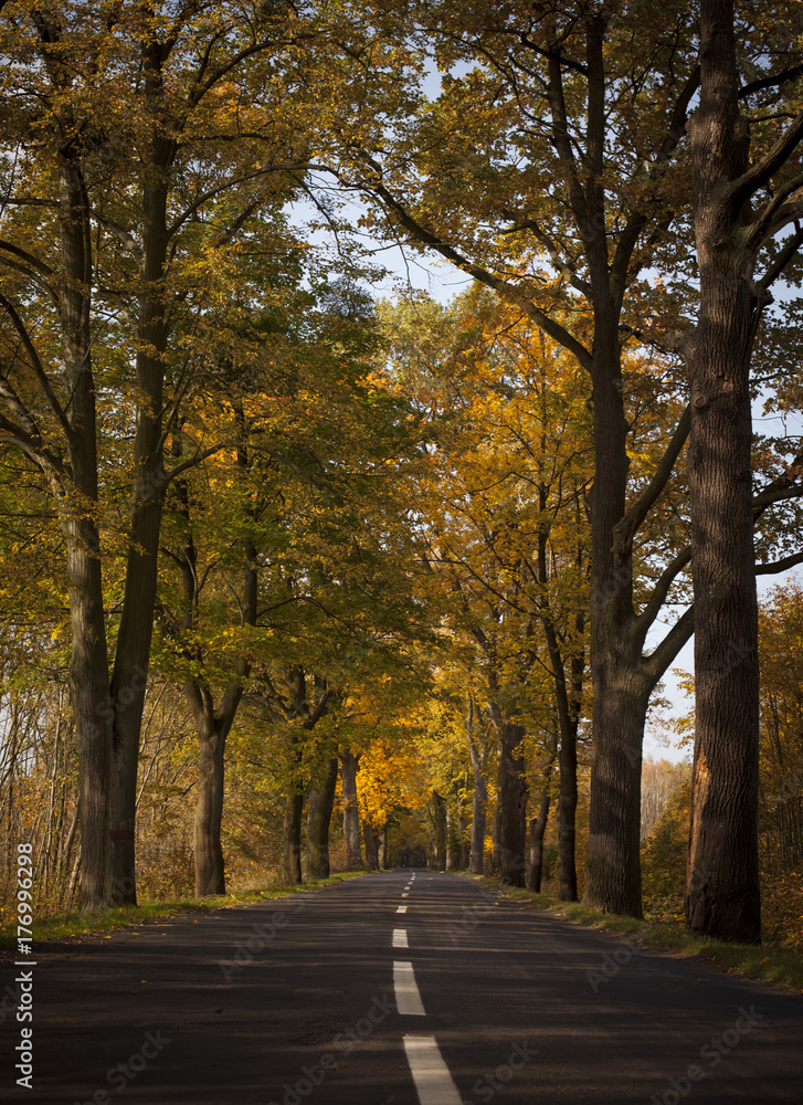 Fototapeta premium Tree-Lined Road in Autumn