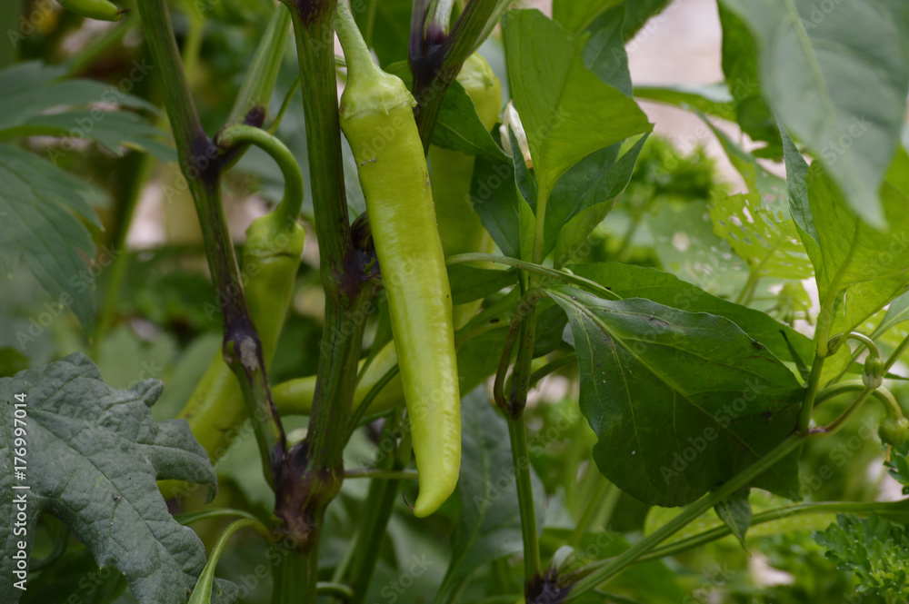 Green pepper Green pepper