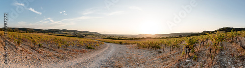 Quadro em tela panoramic view of beautiful vineyard landscape at sunrise in rhone valley southe