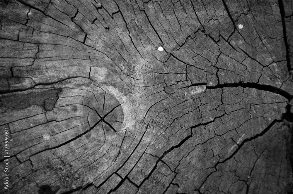 Fototapeta premium wood background