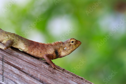 Image of chameleon on the tree on nature background. Reptile © yod67