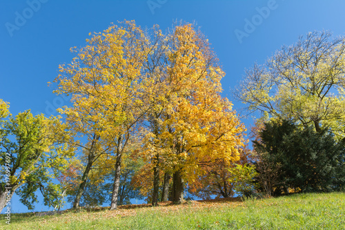 Herbstfarben in der Natur