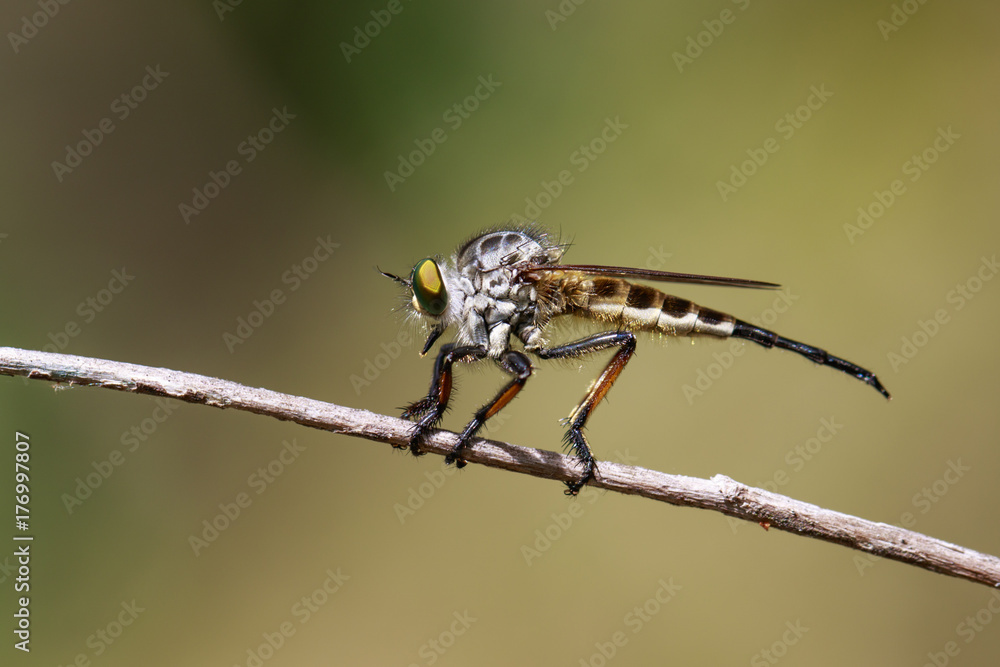 Image of a robber fly(Asilidae) on a branch on the natural background. Insect. Animal. Image of a robber fly(Asilidae) on a branch on the natural background. Insect. Animal.