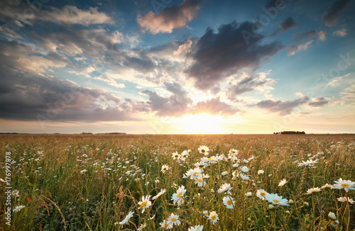 sunlight over field with chamomile flowers