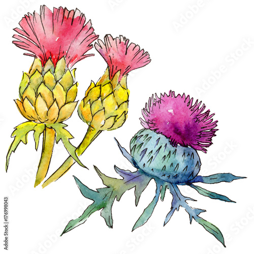 Wildflower thistle flower in a watercolor style isolated. Full name of the plant: thistle, budyak. Aquarelle wild flower for background, texture, wrapper pattern, frame or border. photo