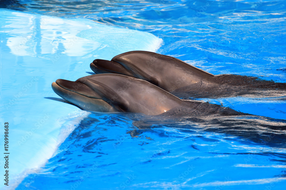 Naklejka premium Two dolphins in a pool