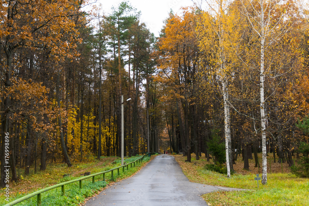 road in autumn forest road in autumn forest