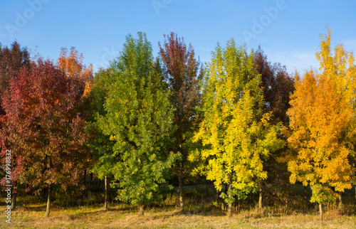 Colorful trees in autumn