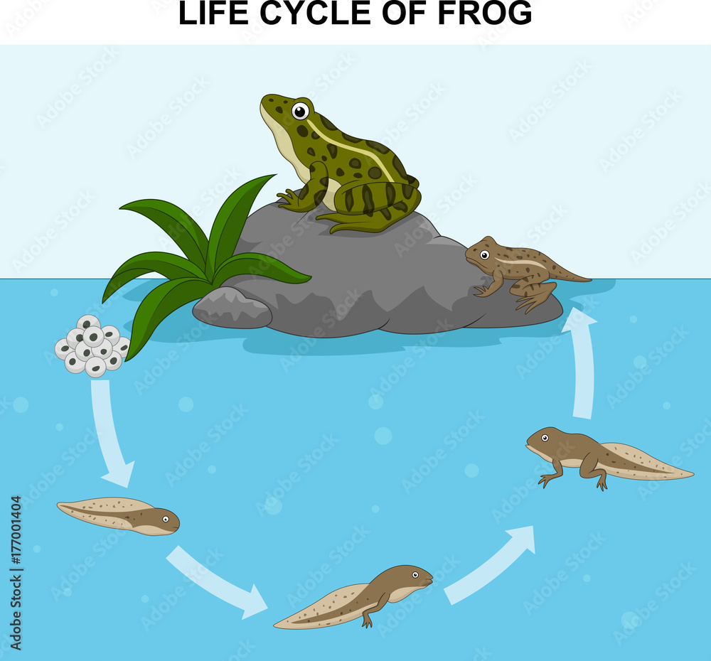 Fototapeta premium Illustration of frog life cycle