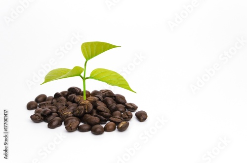 growing coffee plant and coffee beans isolate on white background