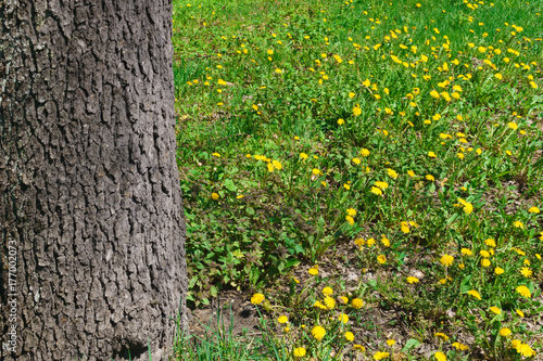 Fototapeta Naklejka Na Ścianę i Meble -  Flowering dandelion branches, in a rustic garden.