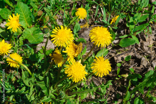 Fototapeta Naklejka Na Ścianę i Meble -  Flowering dandelion branches, in a rustic garden.