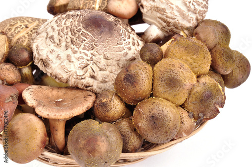 forest mushrooms in wicker plate on white background