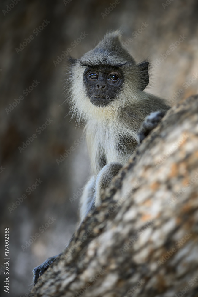 Obraz premium Hanuman Langur - Semnopithecus entellus, Sri Lanka