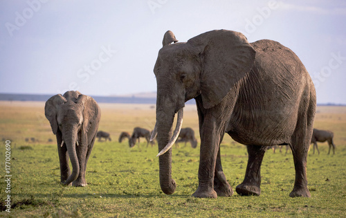 A large female elephant and her calf stand on an open green plain in Kenya s Masai mara with a grazing herd of wildebeest in the background