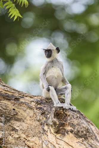 Hanuman Langur - Semnopithecus entellus, Sri Lanka © David