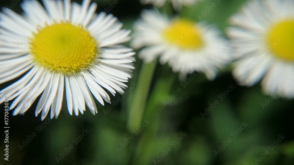 Obraz premium blumen