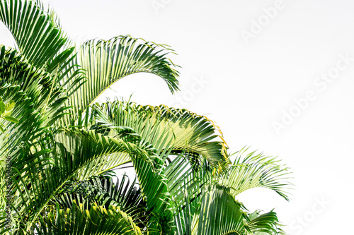 Close up palm leaf on a white background.