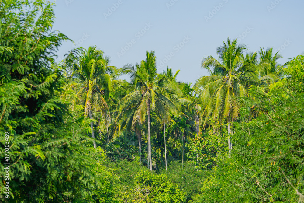 The garden is surrounded by coconut trees. The garden is surrounded by coconut trees.