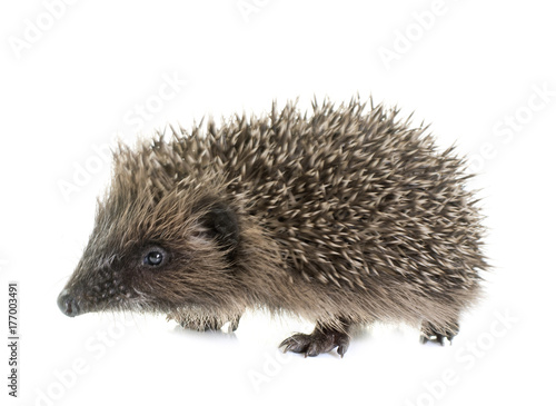 baby hedgehog in studio
