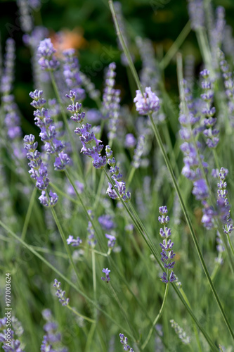 flowers and beetle summer trees leaf