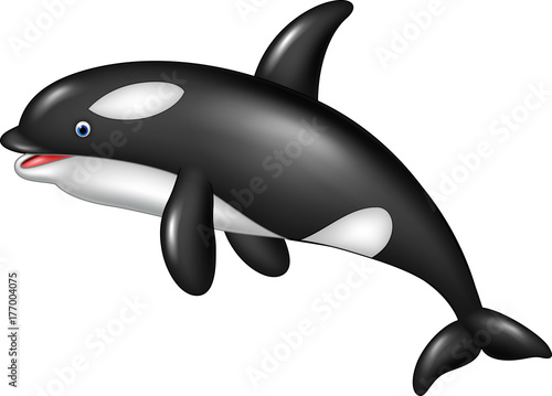 Cartoon orca isolated on white background