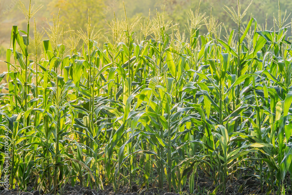 Obraz premium Green corn field in agricultural garden