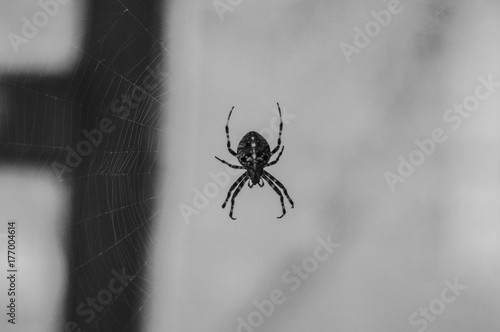 Large black spider © byvivik89