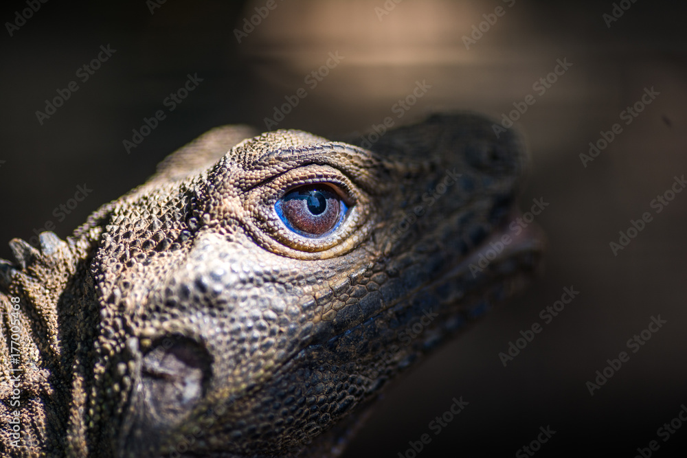 The head of the lizard is close-up. The head of the lizard is close-up.