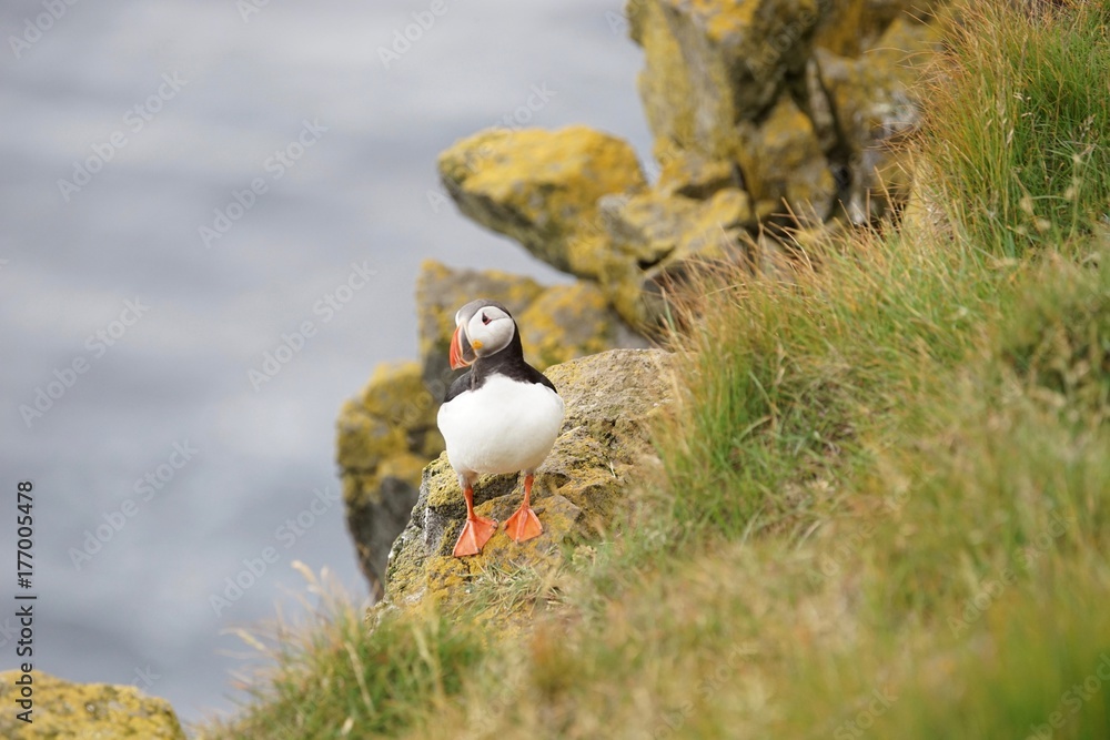 Naklejka premium Papageitaucher / Puffin an den Klippen von Latrabjarg, Westfjorde / Island 