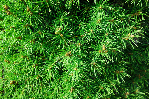 Leaves of coniferous trees