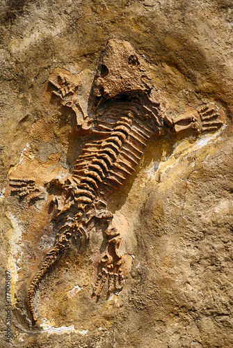 Lizard skeletom prehistoric fossil stone