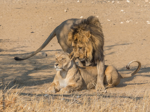 Fotografie Courting Lion Pair