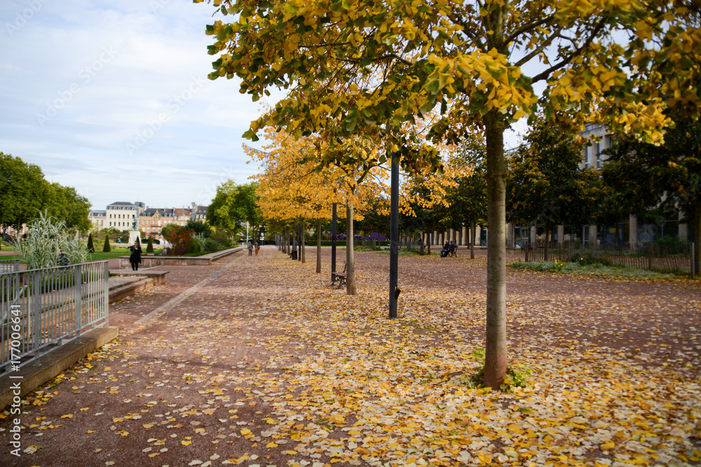 Fototapeta premium Trees in Autumn
