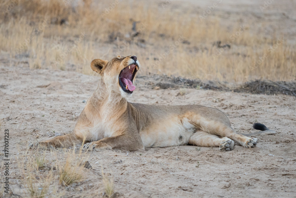 Yawning Lioness Yawning Lioness