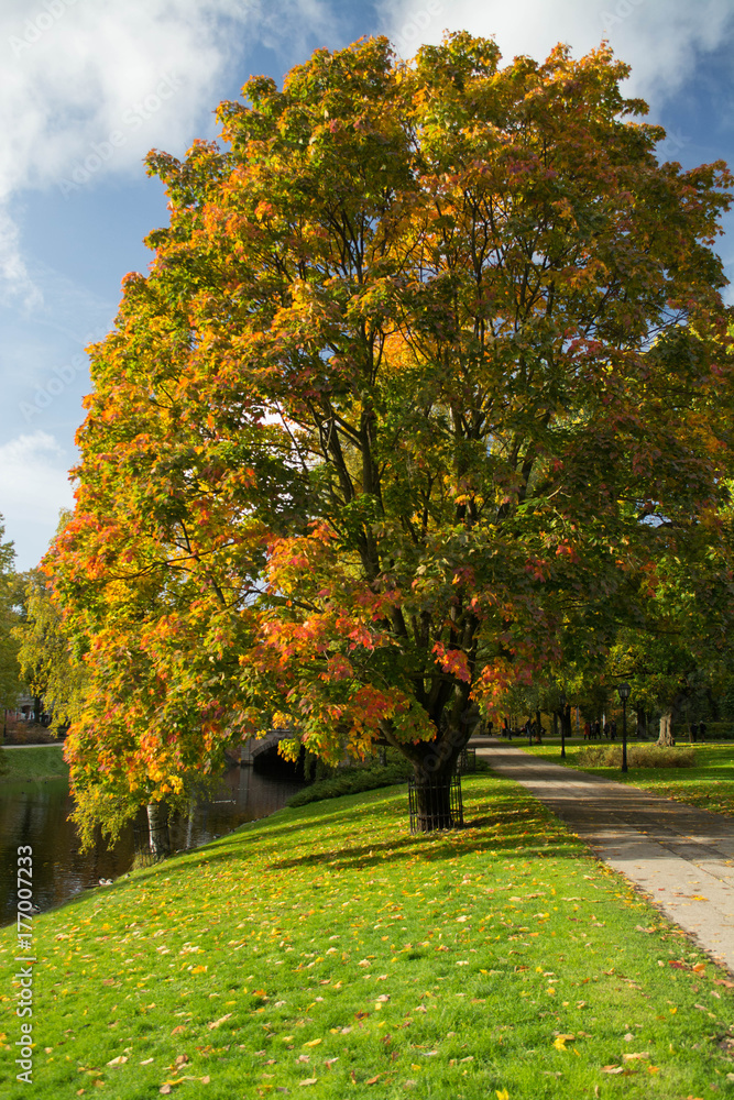 Naklejka premium Golden autumn in a city park.Yellow, red and purple maple trees and blue sky. People walking. Latvia, Riga.