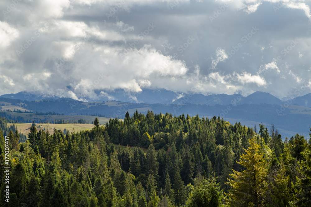 a lot of fir trees on a background of mountains and clouds