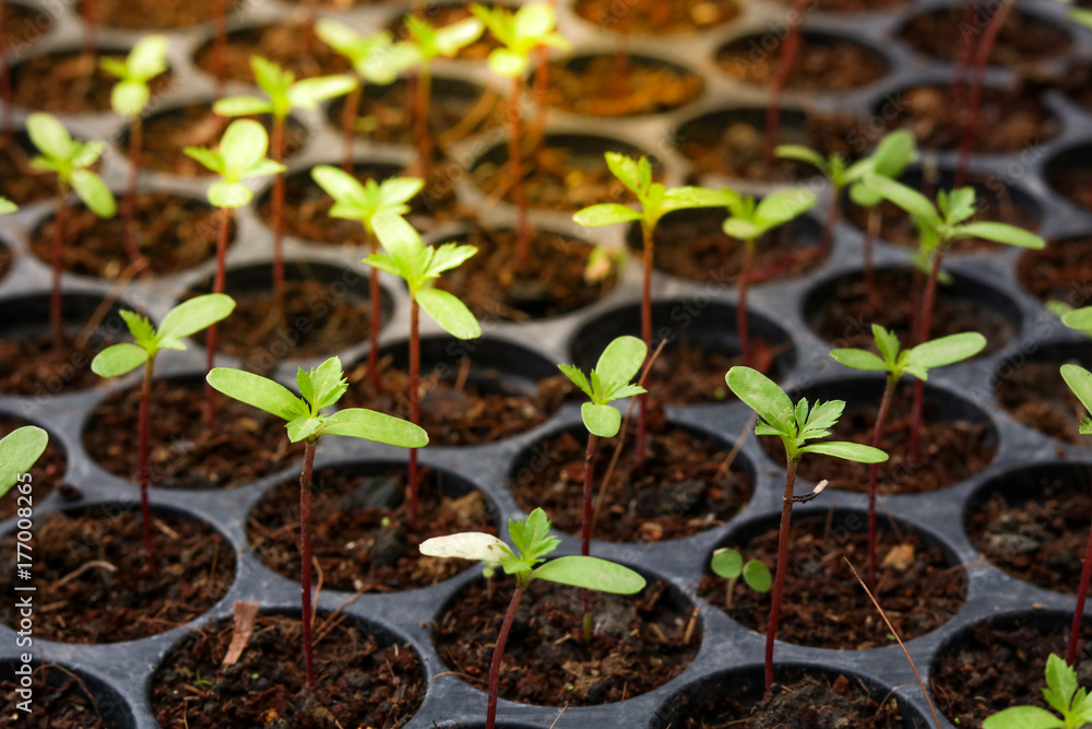 Marigold seedlings in black pots Marigold seedlings in black pots